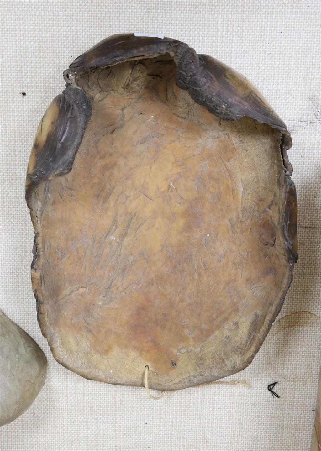 The sole of an elephants foot, 19th century